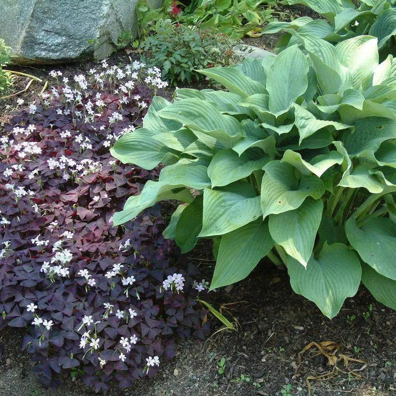 7 Oxalis Triangularis Bulbs – Purple Shamrock - Seed World