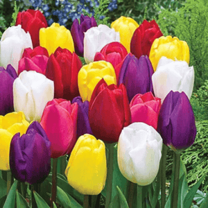 5 Hybrid Tulip Flower Bulbs - Mix Perennials