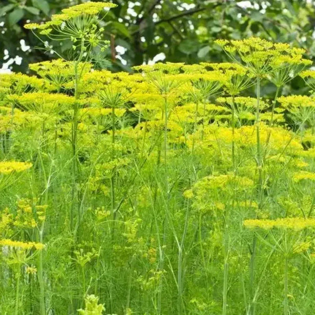 700 Mammoth Long Island Dill Seeds - Seed World