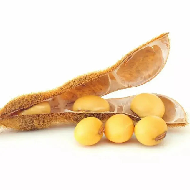 700 Pure Soybean Seeds – Non-GMO - Seed World