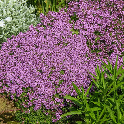 7000 Creeping Thyme Seeds - Thymus Serpyllum - Seed World