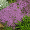 7000 Creeping Thyme Seeds - Thymus Serpyllum - Seed World