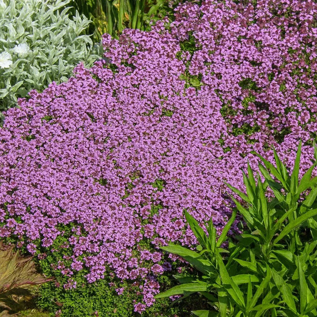 7000 Creeping Thyme Seeds - Thymus Serpyllum - Seed World