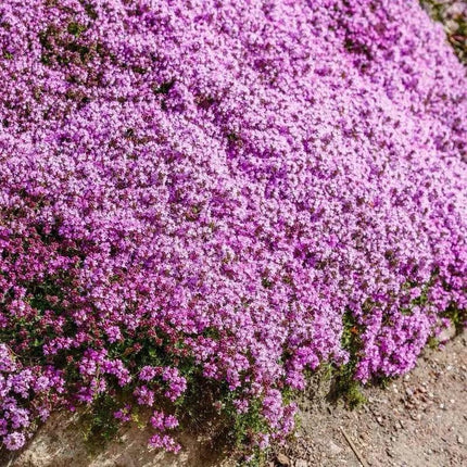 7000 Creeping Thyme Seeds - Thymus Serpyllum - Seed World