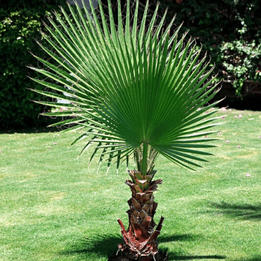 75 California Fan Palm Tree Seeds - Seed World
