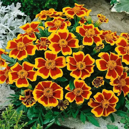 75 French Marigold - Dainty Marietta Seeds - Seed World
