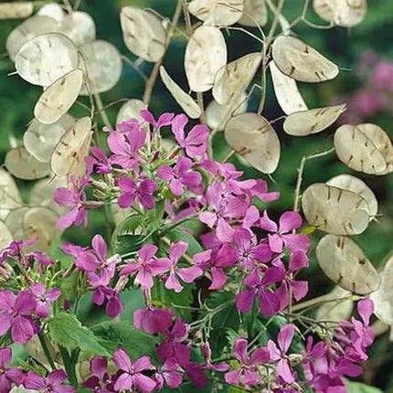 75 Money Plant - Lunaria Annua Seeds - Seed World