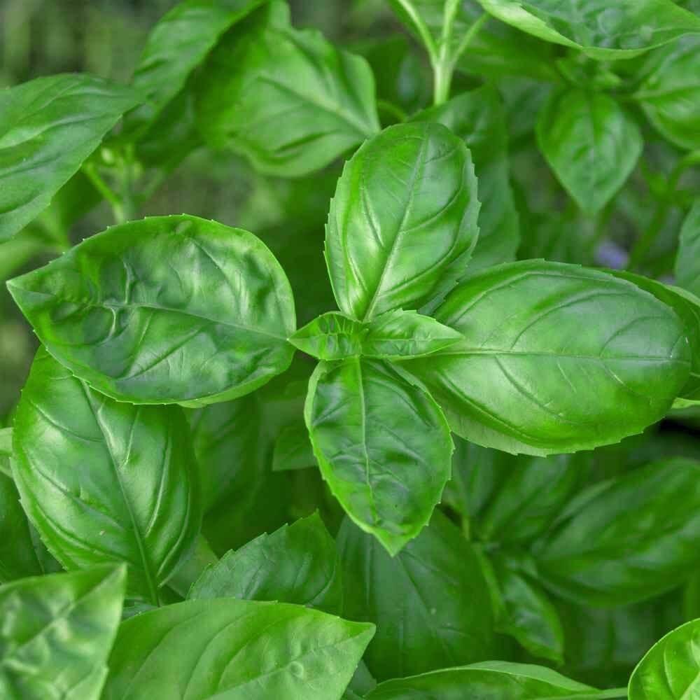 750 Genovese Basil Seeds - Seed World