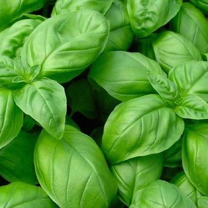 750 Genovese Basil Seeds - Seed World