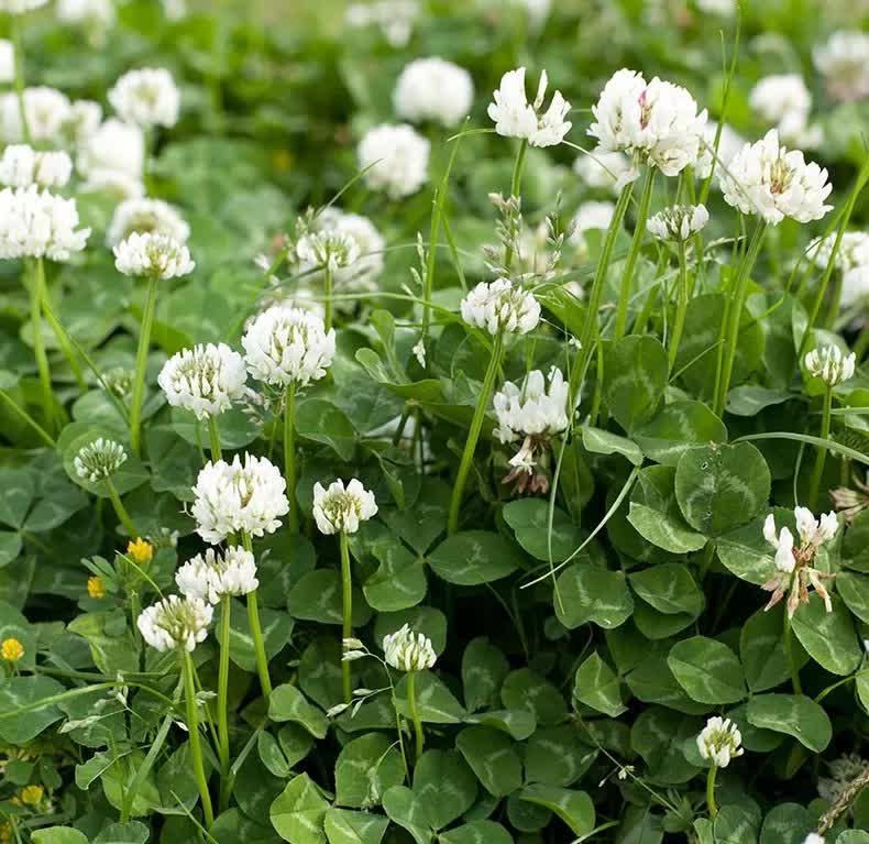 750 White Dutch Clover Seeds - Seed World