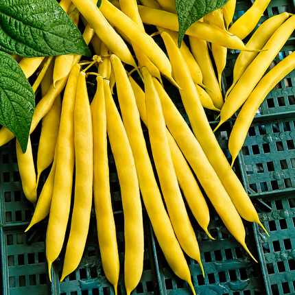 Bright yellow garden beans piled on a dark green plastic crate with green leaves visible at the top.