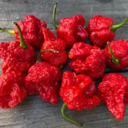 10 Super Hot 7 Pot Red Brain Strain Pepper Seeds