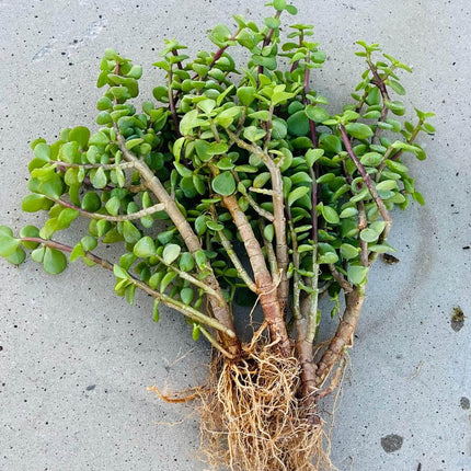 8" Elephant Bush - Jade Portucalaria Affra - 4 Pcs Live Plant - Seed World