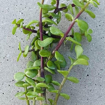 8" Elephant Bush - Jade Portucalaria Affra - 4 Pcs Live Plant - Seed World