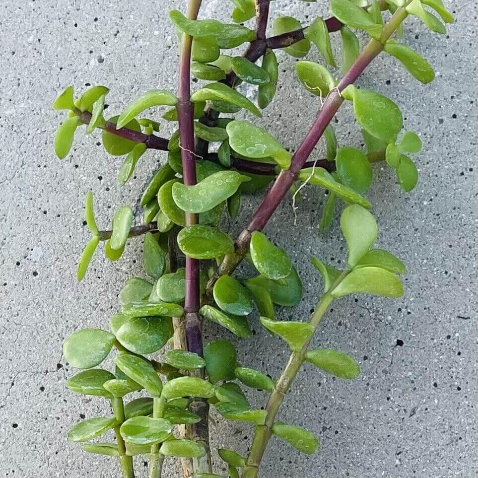 8" Elephant Bush - Jade Portucalaria Affra - 4 Pcs Live Plant - Seed World