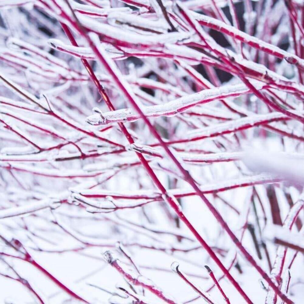 8 Red Dogwood Cuttings to Plant - Seed World