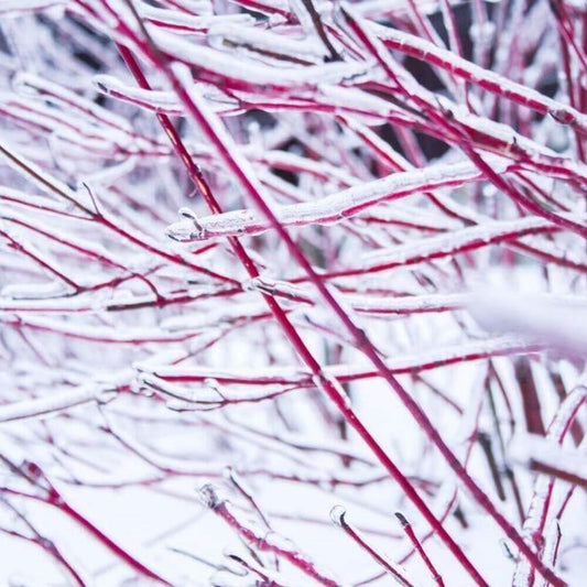 8 Red Dogwood Cuttings to Plant - Seed World