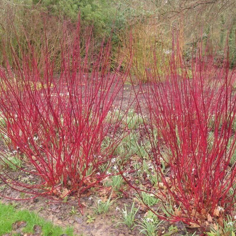 8 Red Dogwood Cuttings to Plant - Seed World
