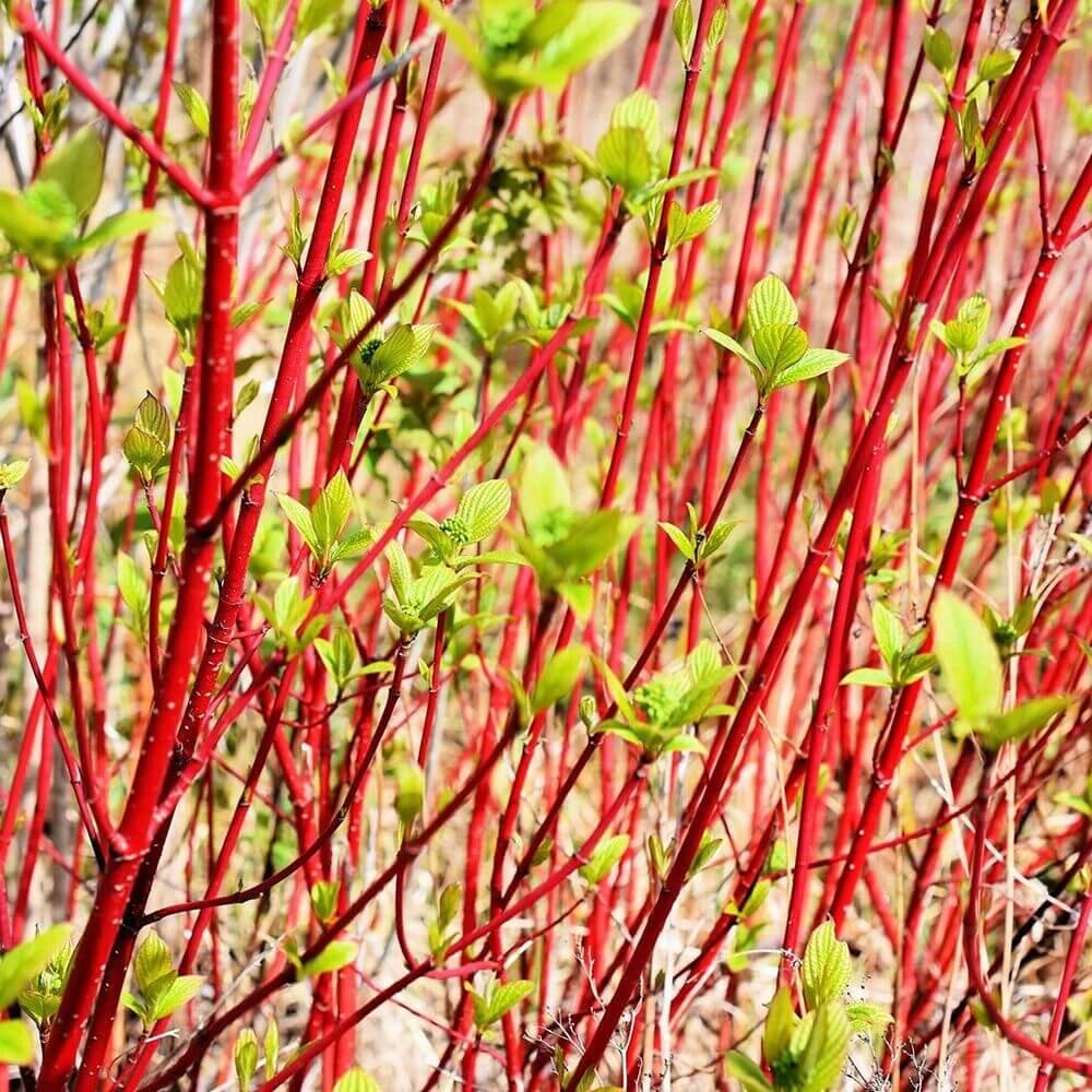 8 Red Dogwood Cuttings to Plant - Seed World