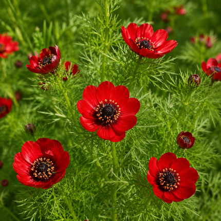 80 Adonis Pheasant's Eye Seeds