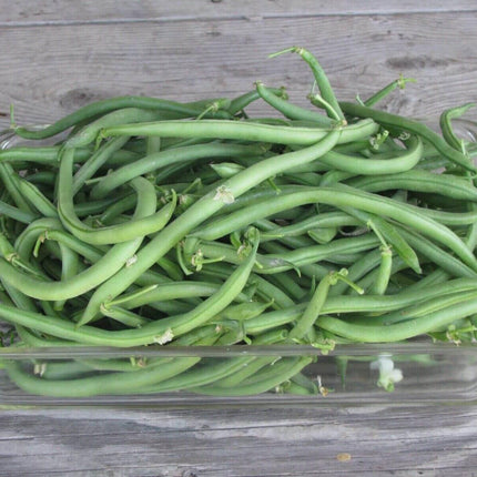 80 Jade Bush Green Bean Seeds - Seed World