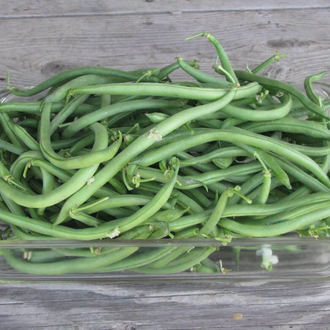 80 Jade Bush Green Bean Seeds - Seed World