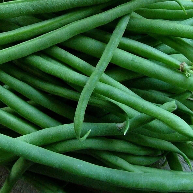 80 Jade Bush Green Bean Seeds - Seed World