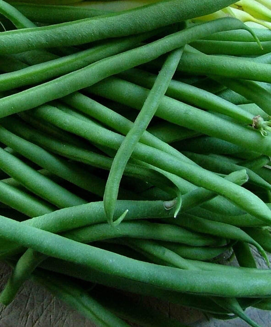 80 Jade Bush Green Bean Seeds - Seed World