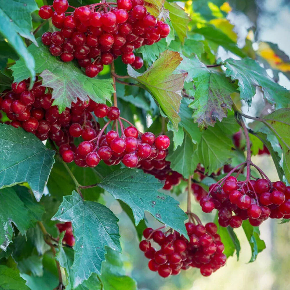 80 Red Elderberry Seeds - Seed World