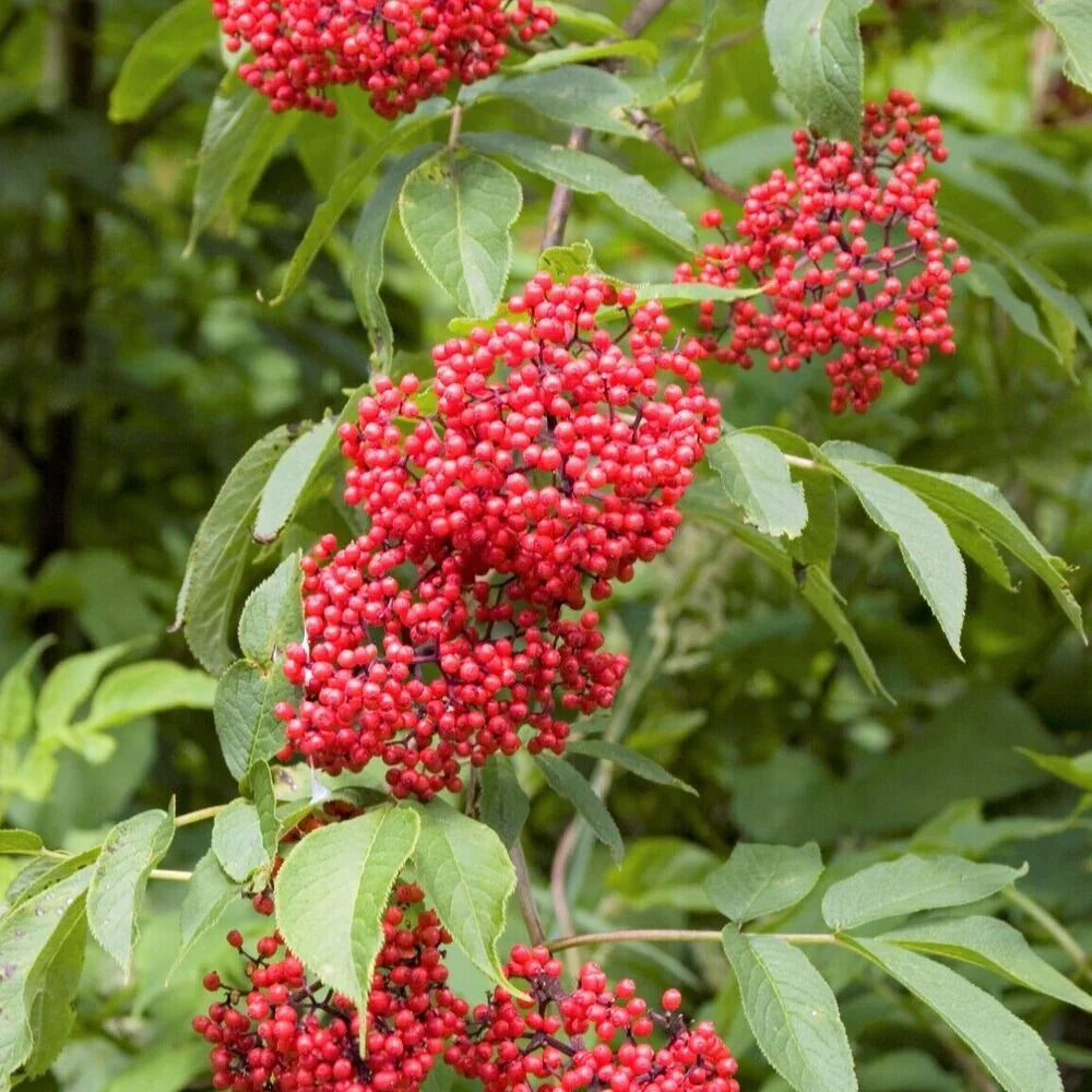 80 Red Elderberry Seeds - Seed World