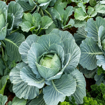 500 All Seasons Cabbage Seeds | Heirloom Non-GMO | Cold-Hardy Vegetables
