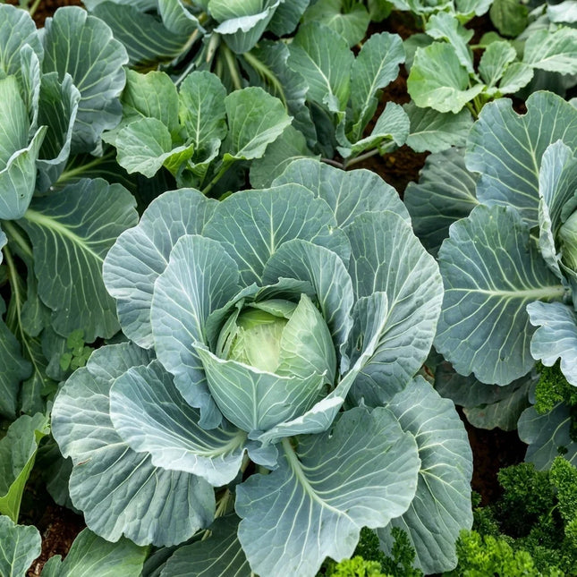 500 All Seasons Cabbage Seeds | Heirloom Non-GMO | Cold-Hardy Vegetables