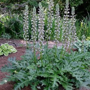 Acanthus mollis Bear’s Breeches in bloom with tall spiky flower stalks in a garden bed