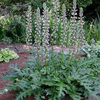 Acanthus mollis Bear’s Breeches in bloom with tall spiky flower stalks in a garden bed