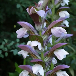 Acanthus mollis Bear’s Breeches in bloom with tall spiky flower stalks in a garden bed