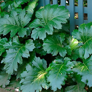 Glossy green foliage of Acanthus mollis Bear’s Breeches plant near a garden fence