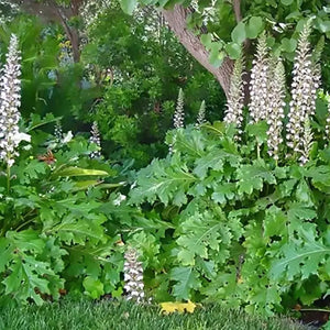  Lush Acanthus mollis plants growing under trees with tall flower spikes and broad leaves