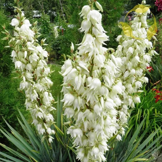 30 Adams Needle Yucca Seeds