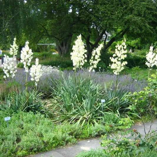 30 Adams Needle Yucca Seeds