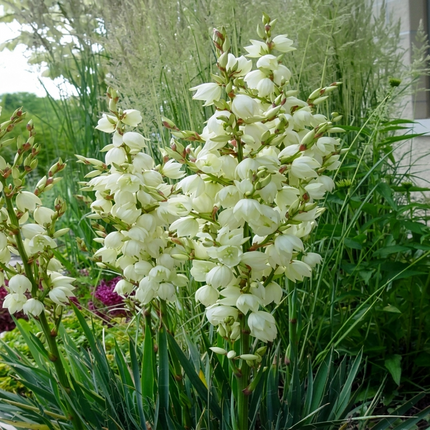 Adams Needle Yucca plant with tall spikes of creamy white bell-shaped flowers surrounded by sharp green sword-like leaves, perfect for drought-tolerant gardens and desert landscaping. Seed World