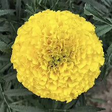 50 African Giant Marigold Seeds