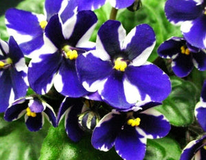 50 African Violet Flowers Seeds