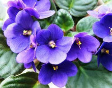 50 African Violet Flowers Seeds