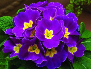 50 African Violet Flowers Seeds