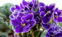 50 African Violet Flowers Seeds