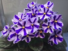 50 African Violet Flowers Seeds