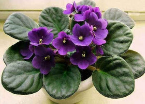 50 African Violet Flowers Seeds