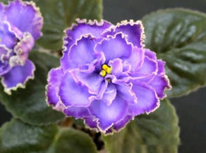 50 African Violet Flowers Seeds