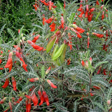 African Sutherlandia Shrub – Lessertia frutescens – 7 Seeds