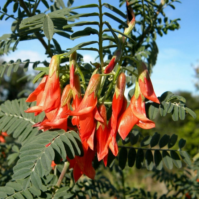 African Sutherlandia Shrub Seeds (Lessertia frutescens) – 7 Seeds, featuring vibrant coral-red, tubular flowers hanging in clusters with delicate grey-green feathery foliage, ideal for drought-tolerant gardens, ornamental landscaping, and pollinator-friendly planting. Seed World